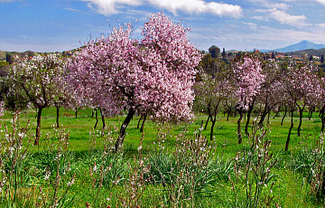 Cyprus-Spring