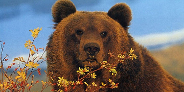 Медведь столкнулся с людьми на туристическом маршруте в Приморье